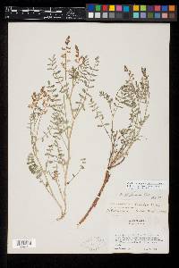 Astragalus straturensis image