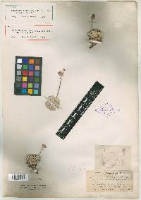 Eriogonum vineum image