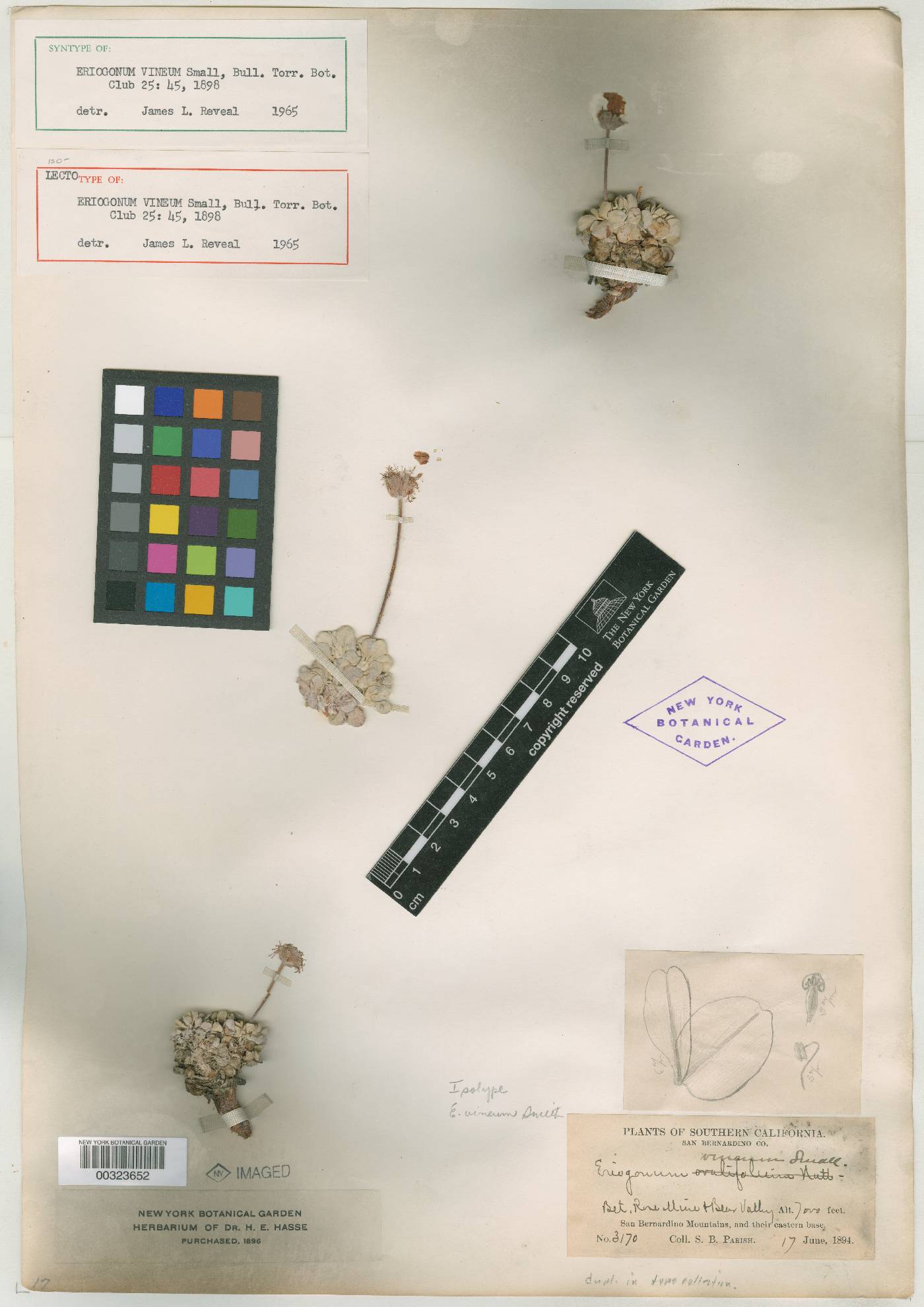 Eriogonum vineum image
