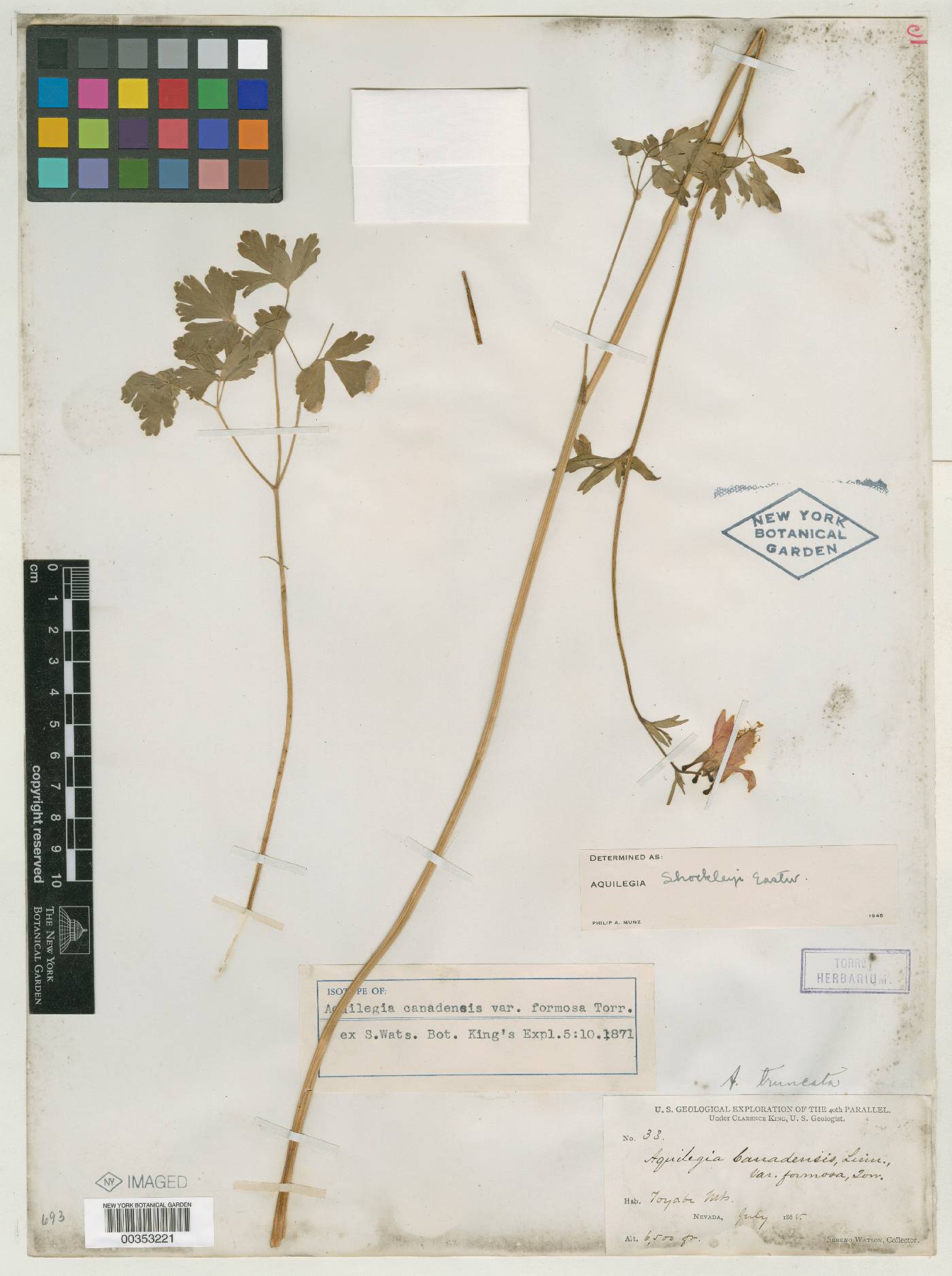 Aquilegia canadensis var. formosa image