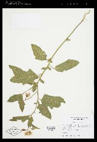 Image Associated With the Occurence
