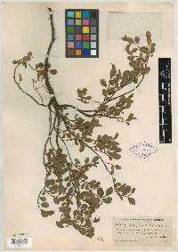 Salix peasei image