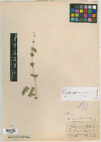 Saxifraga cernua image