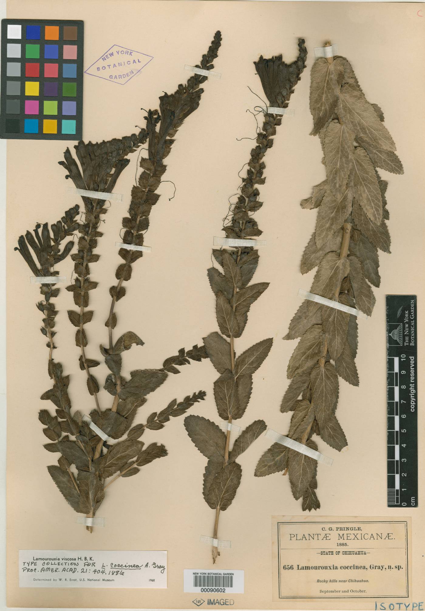 Lamourouxia coccinea image