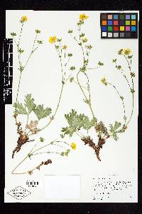 Potentilla diversifolia image