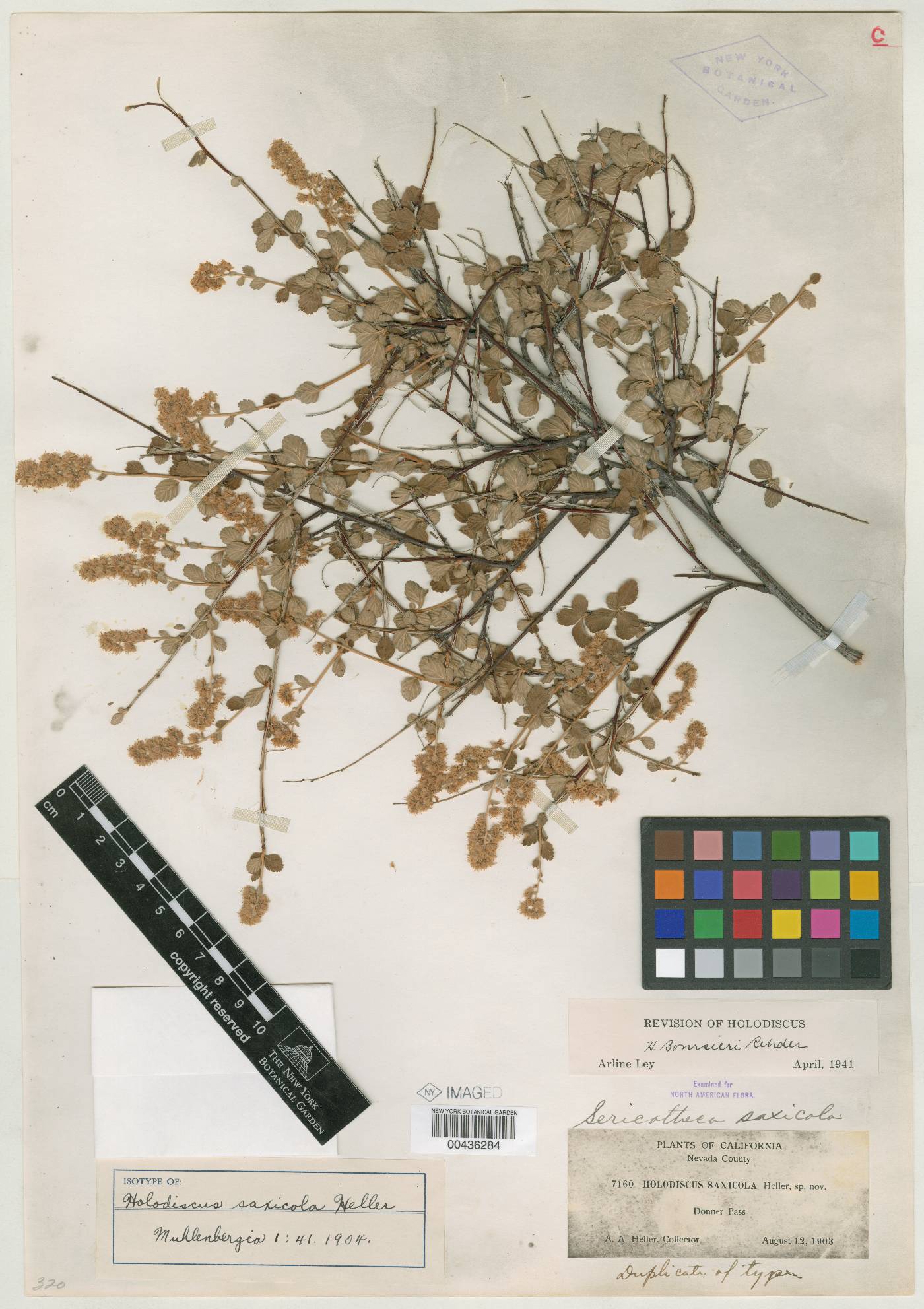 Holodiscus saxicola image