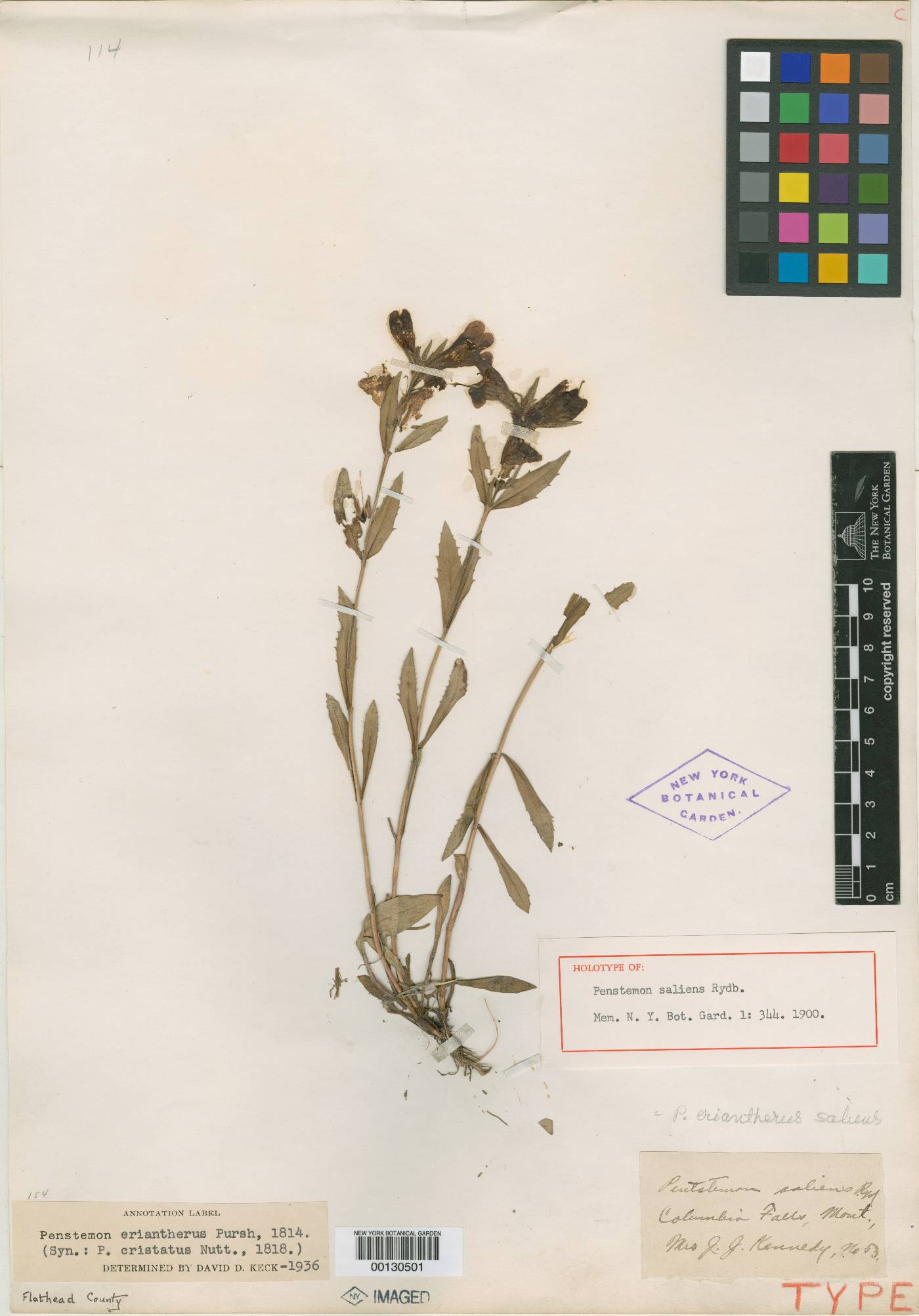 Penstemon eriantherus subsp. saliens image