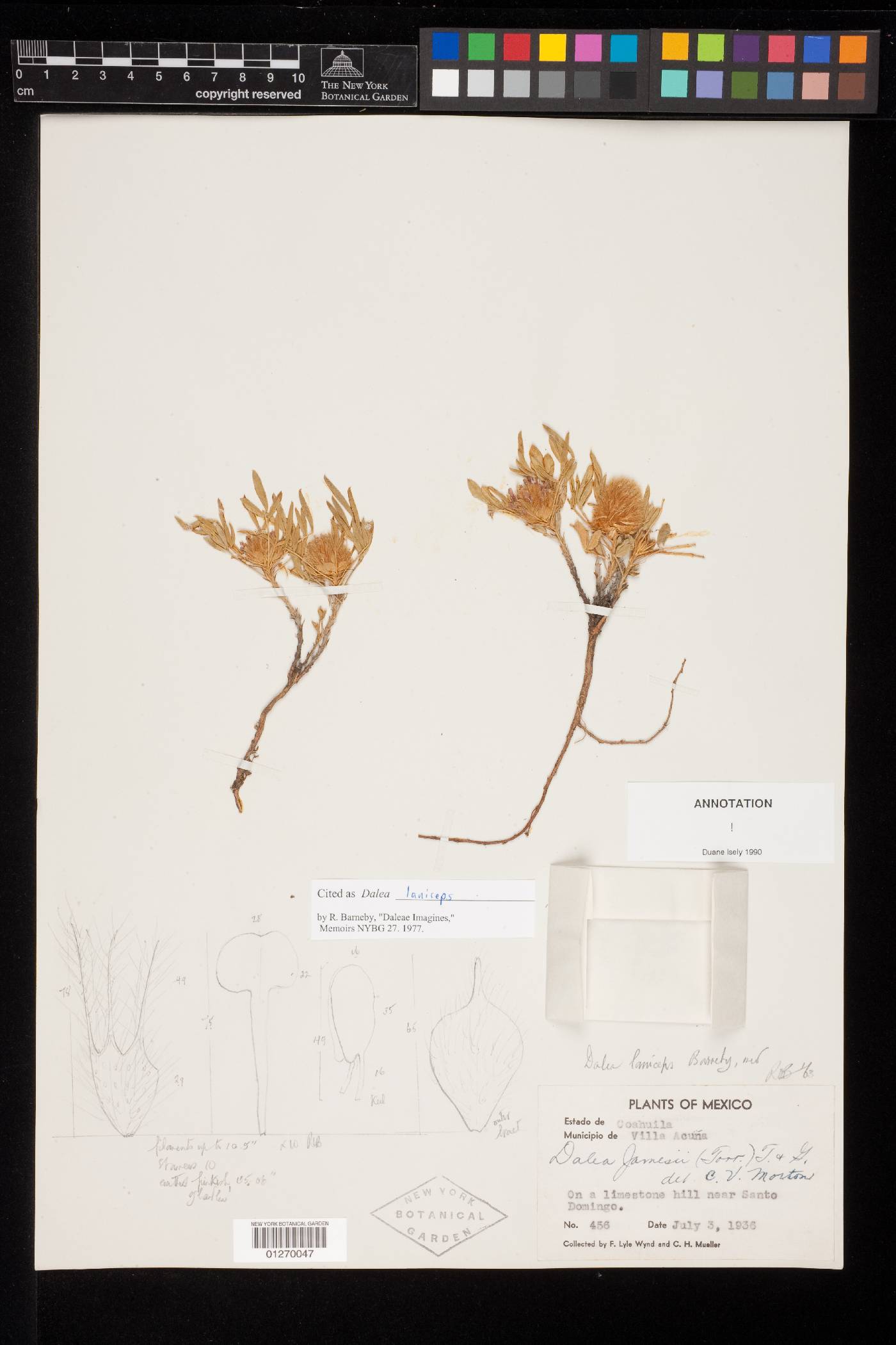 Dalea laniceps image