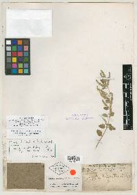 Aloysia wrightii image