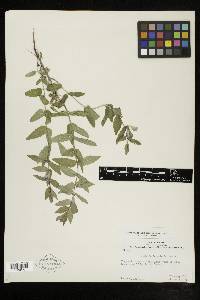 Scutellaria galericulata image