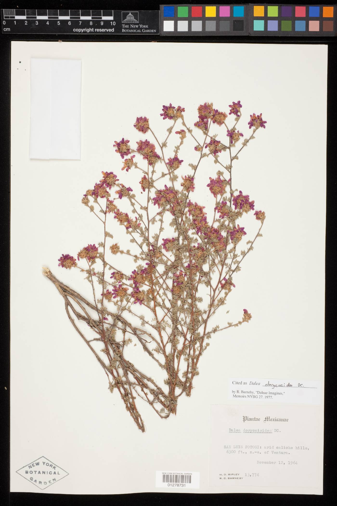 Dalea dorycnioides image