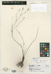 Sisyrinchium microbracteatum image