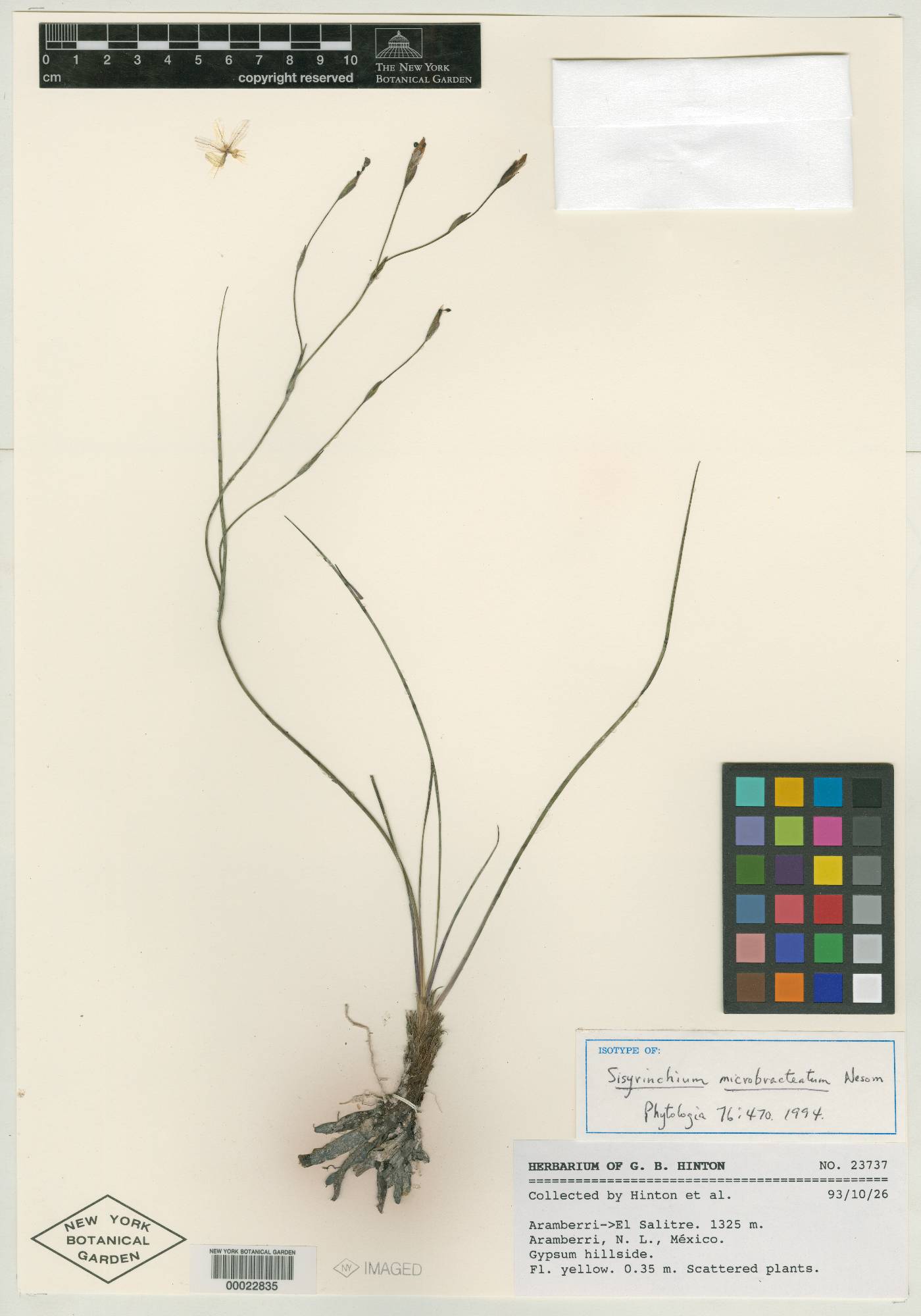 Sisyrinchium microbracteatum image