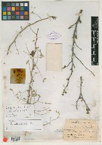 Media resource of Poincianella arida