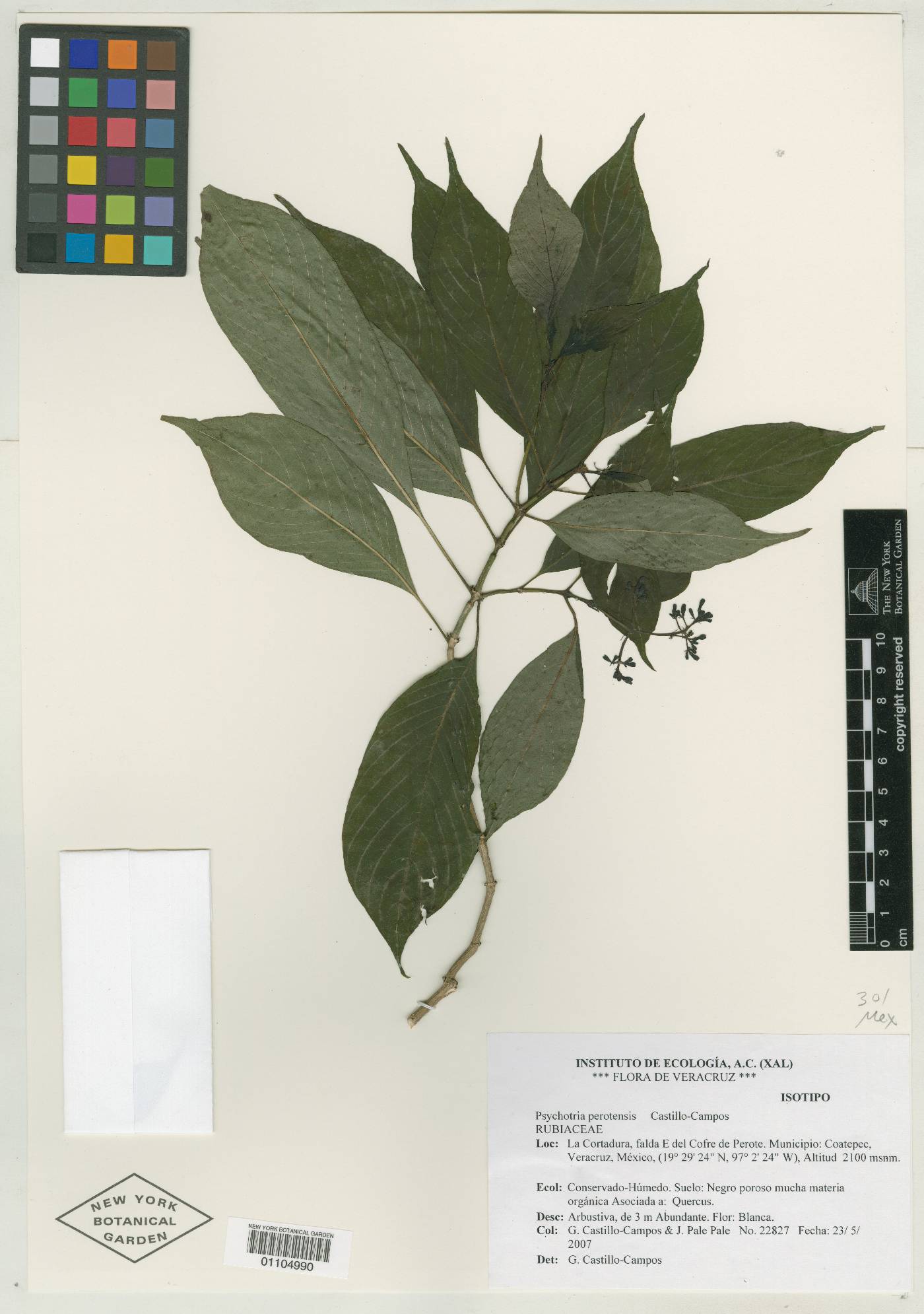 Psychotria perotensis image