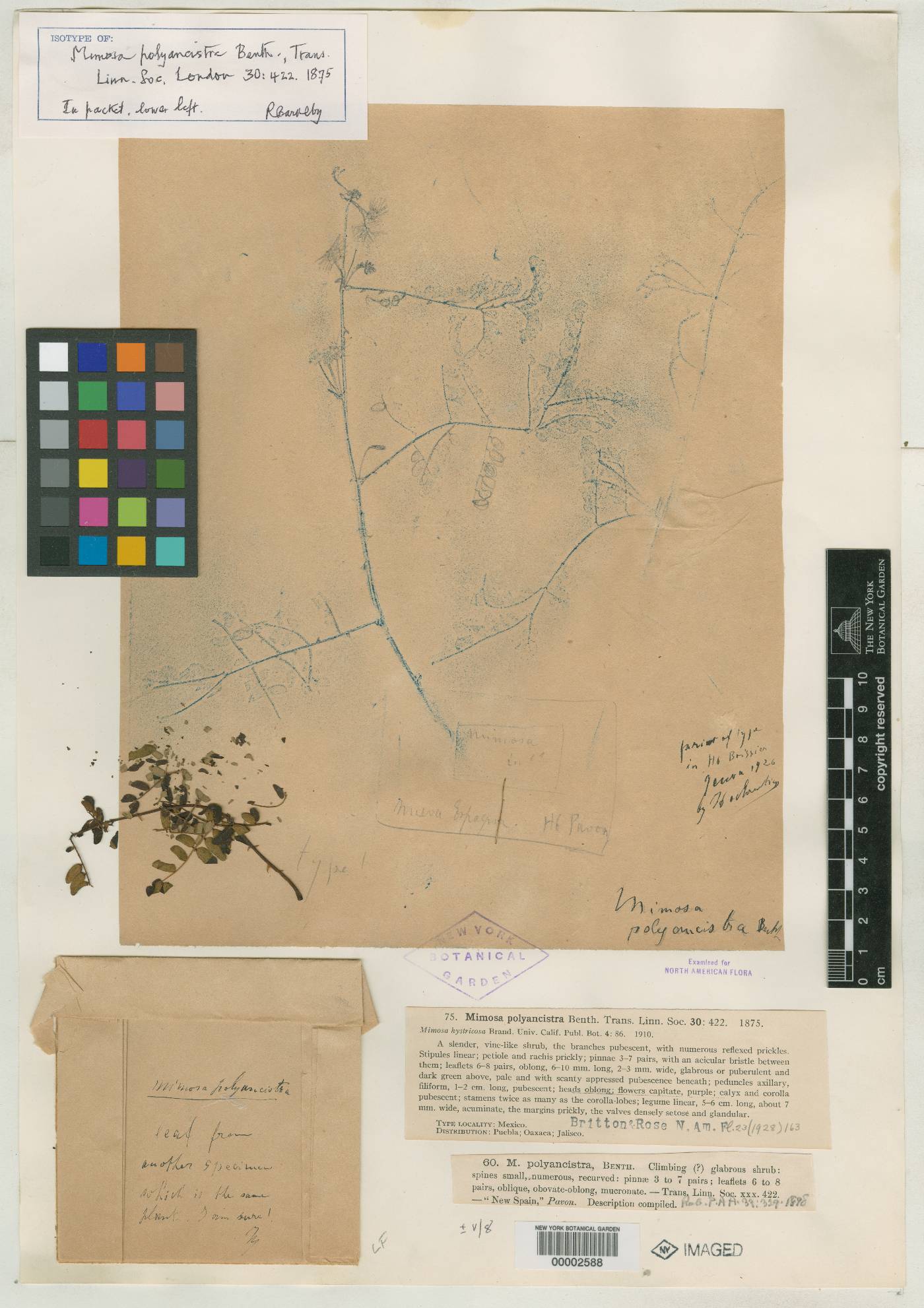 Mimosa polyancistra image
