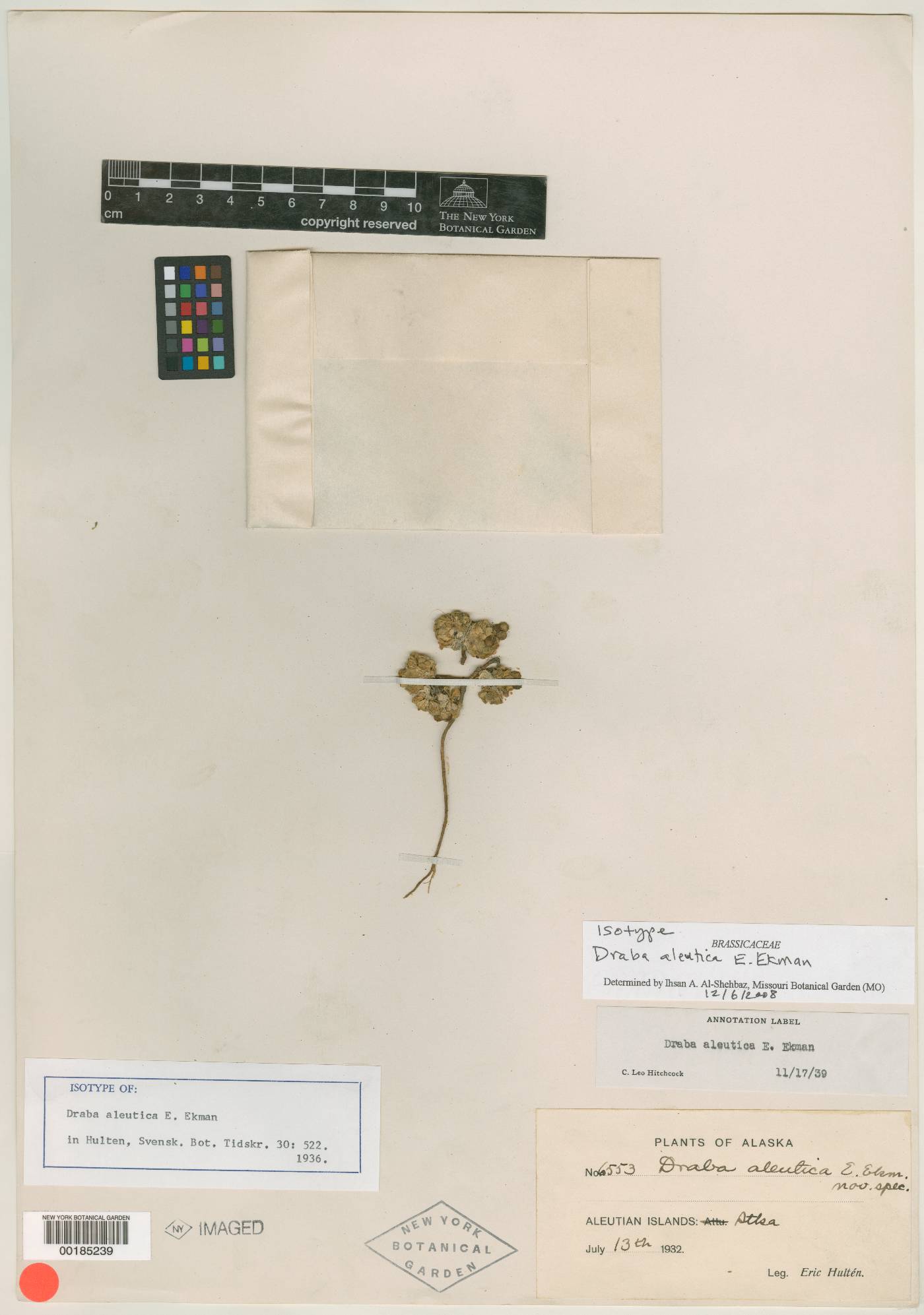 Draba aleutica image