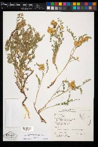 Astragalus lentiginosus var. latus image