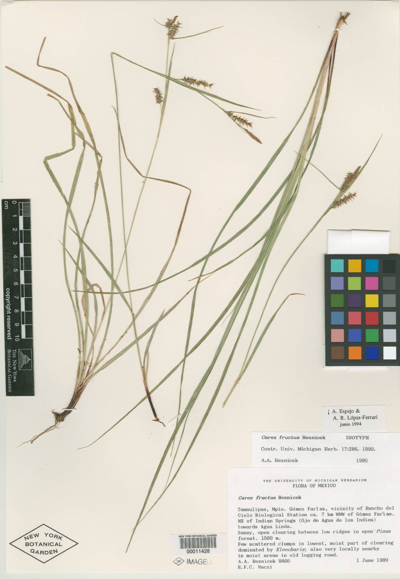 Carex fructus image