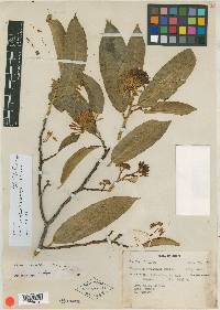 Vallesia spectabilis image