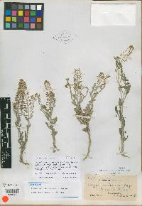 Sphaerocardamum divaricatum image