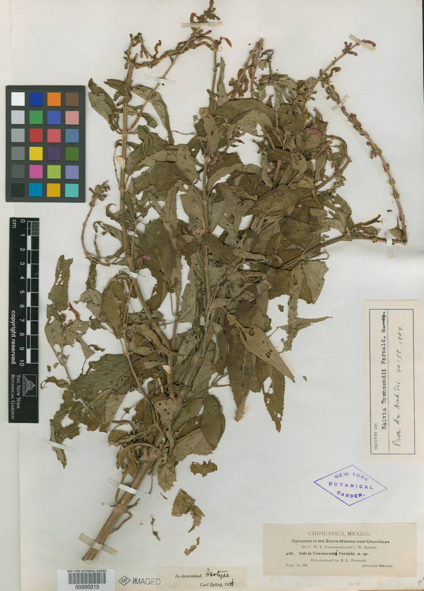 Salvia townsendii image