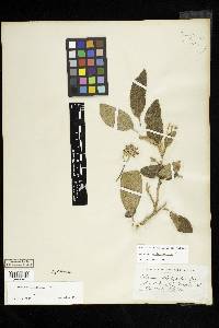 Solanum donianum image