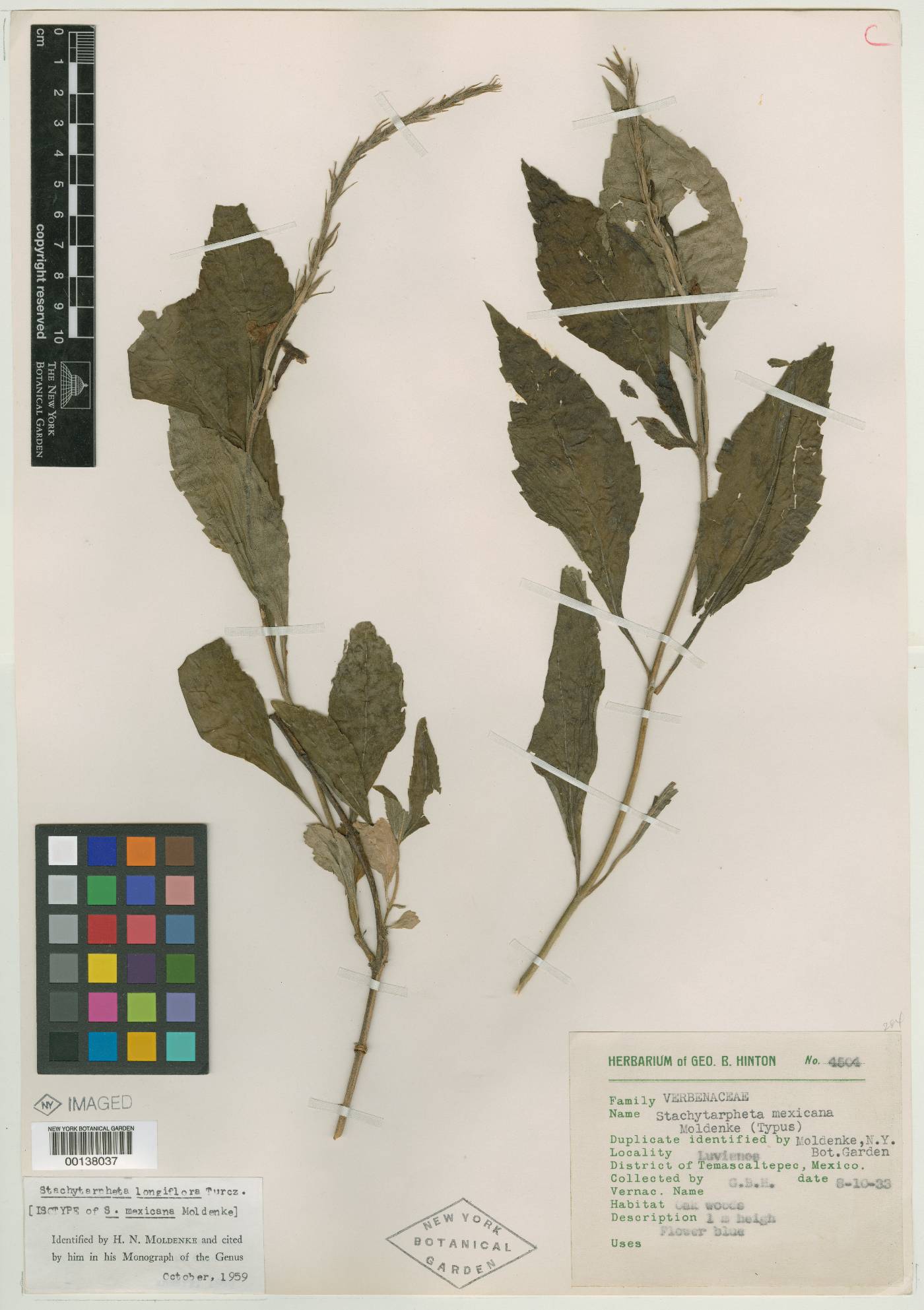 Stachytarpheta longiflora image