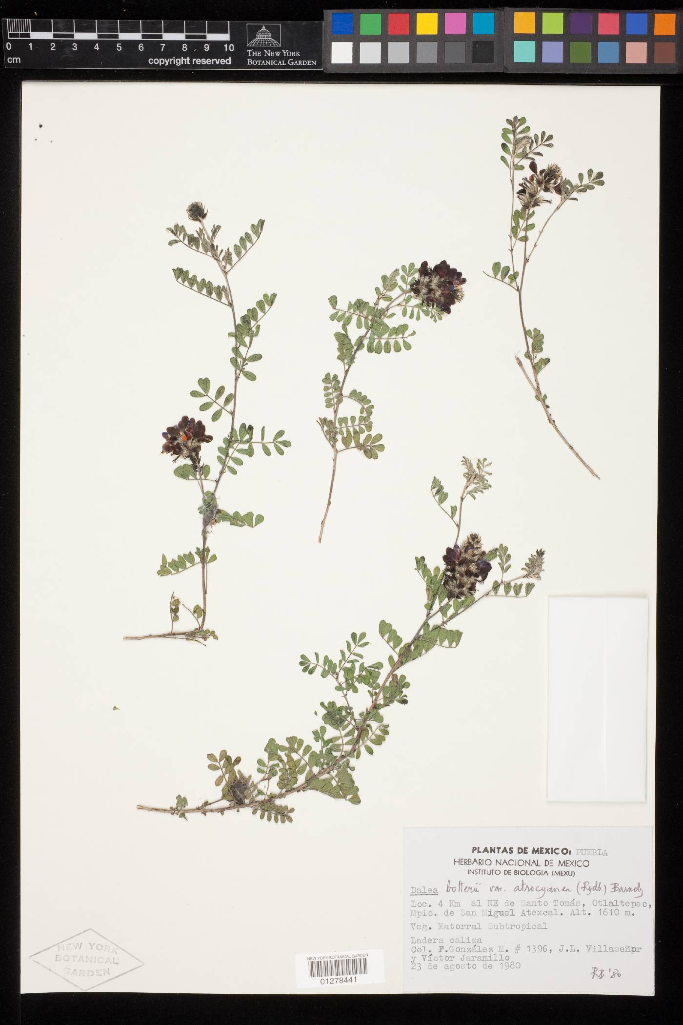 Dalea botterii var. atrocyanea image