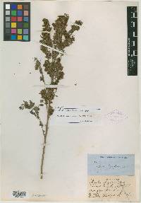 Dalea thyrsiflora image