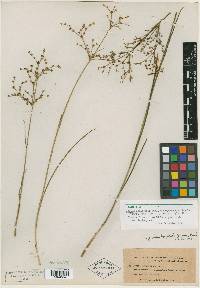 Juncus brachycephalus image