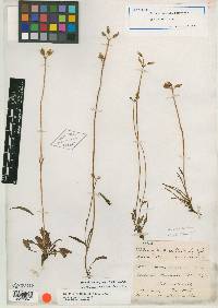 Halenia plantaginea image