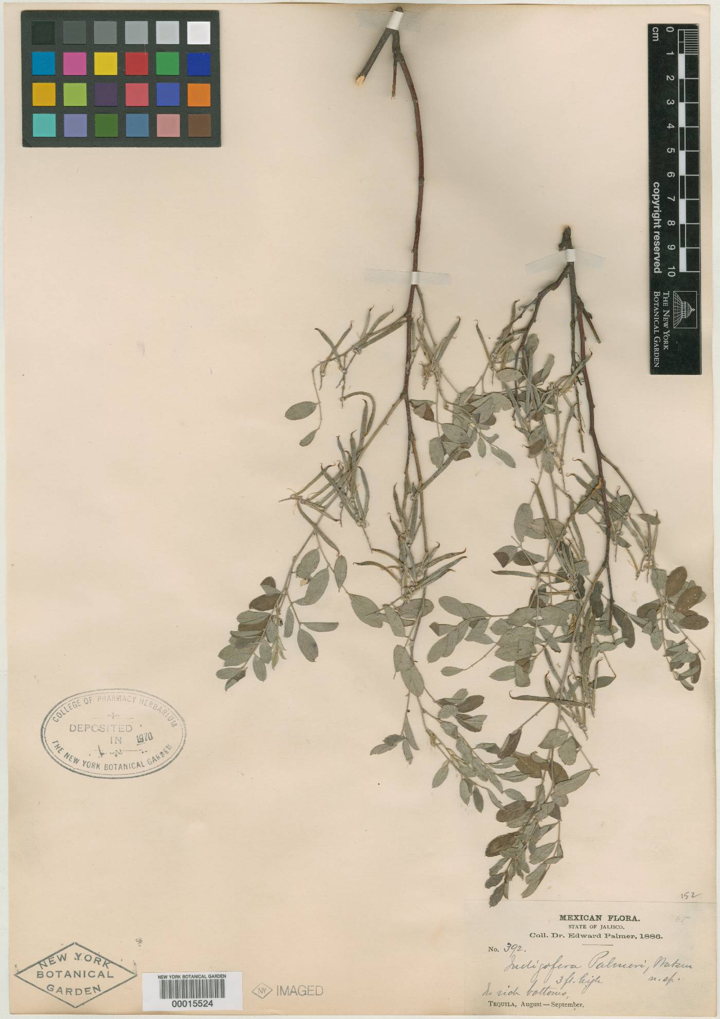 Indigofera palmeri image