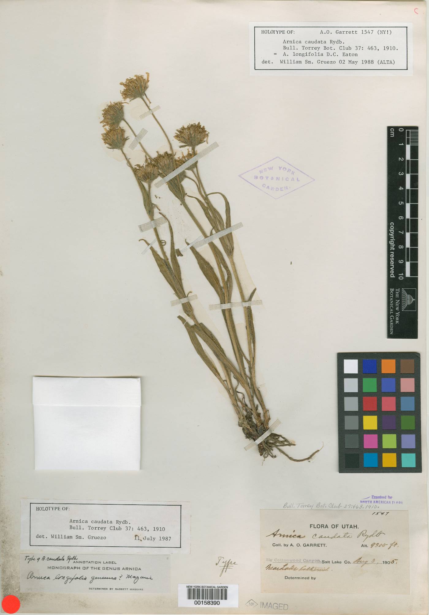 Arnica caudata image