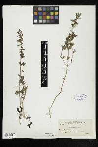 Scutellaria galericulata image