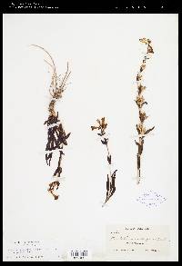 Penstemon angustifolius image