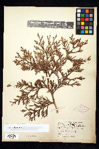 Thuja standishii image