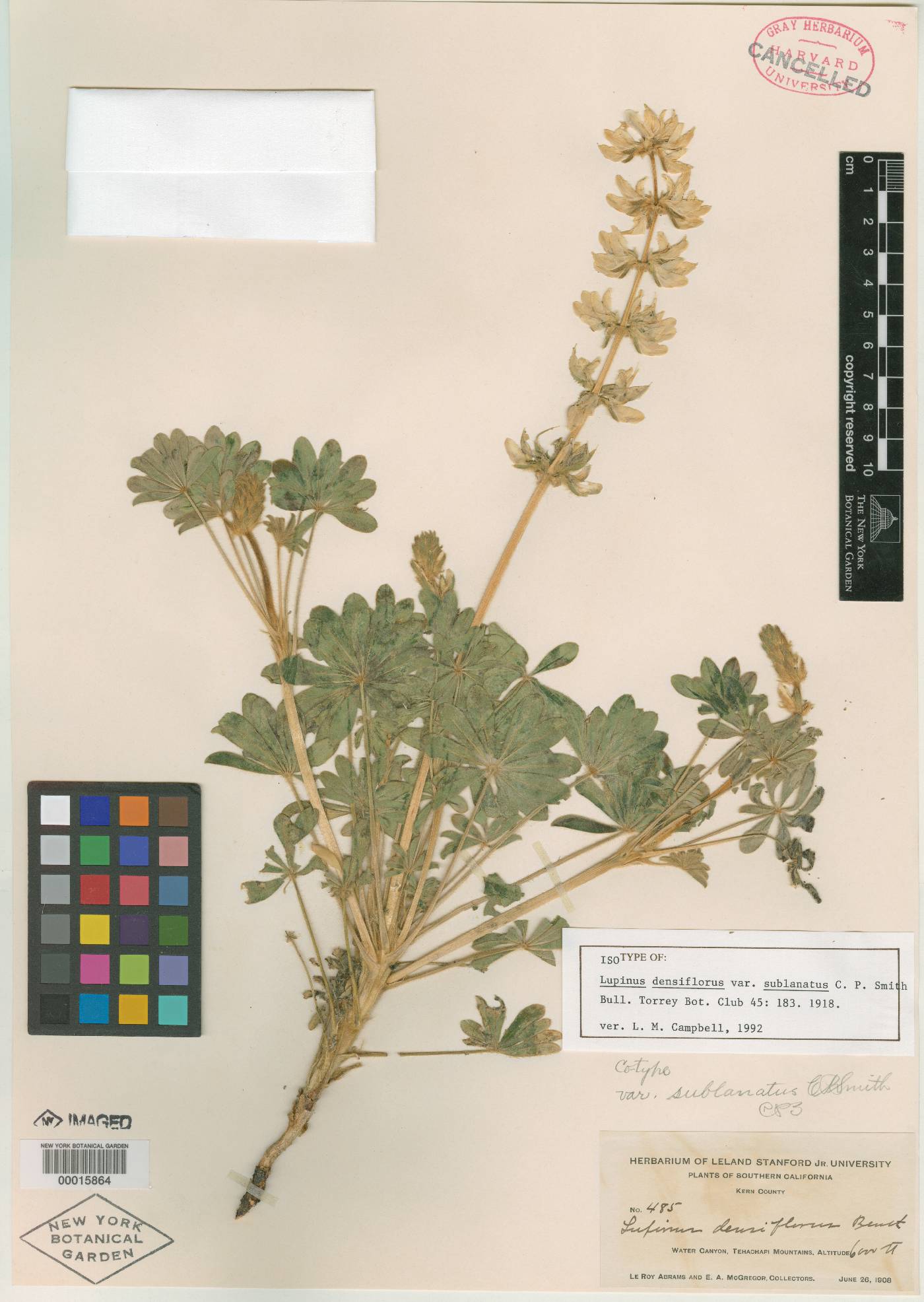Lupinus densiflorus var. sublanatus image