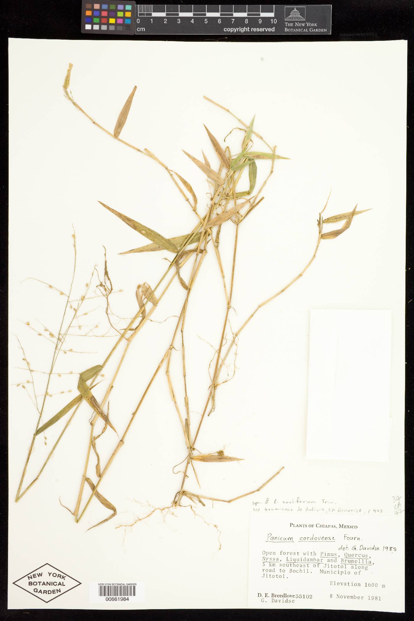 Parodiophyllochloa ovulifera image