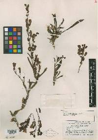 Penstemon leiophyllus var. keckii image