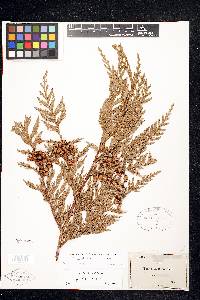 Thuja plicata image