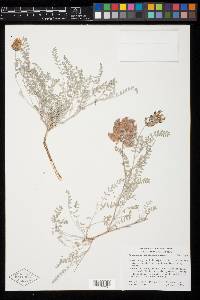 Astragalus harbisonii image
