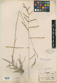 Paspalum crinitum image