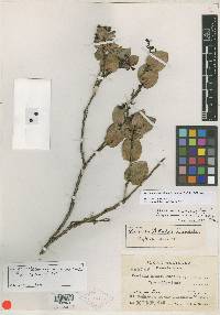 Vaccinium cordifolium image