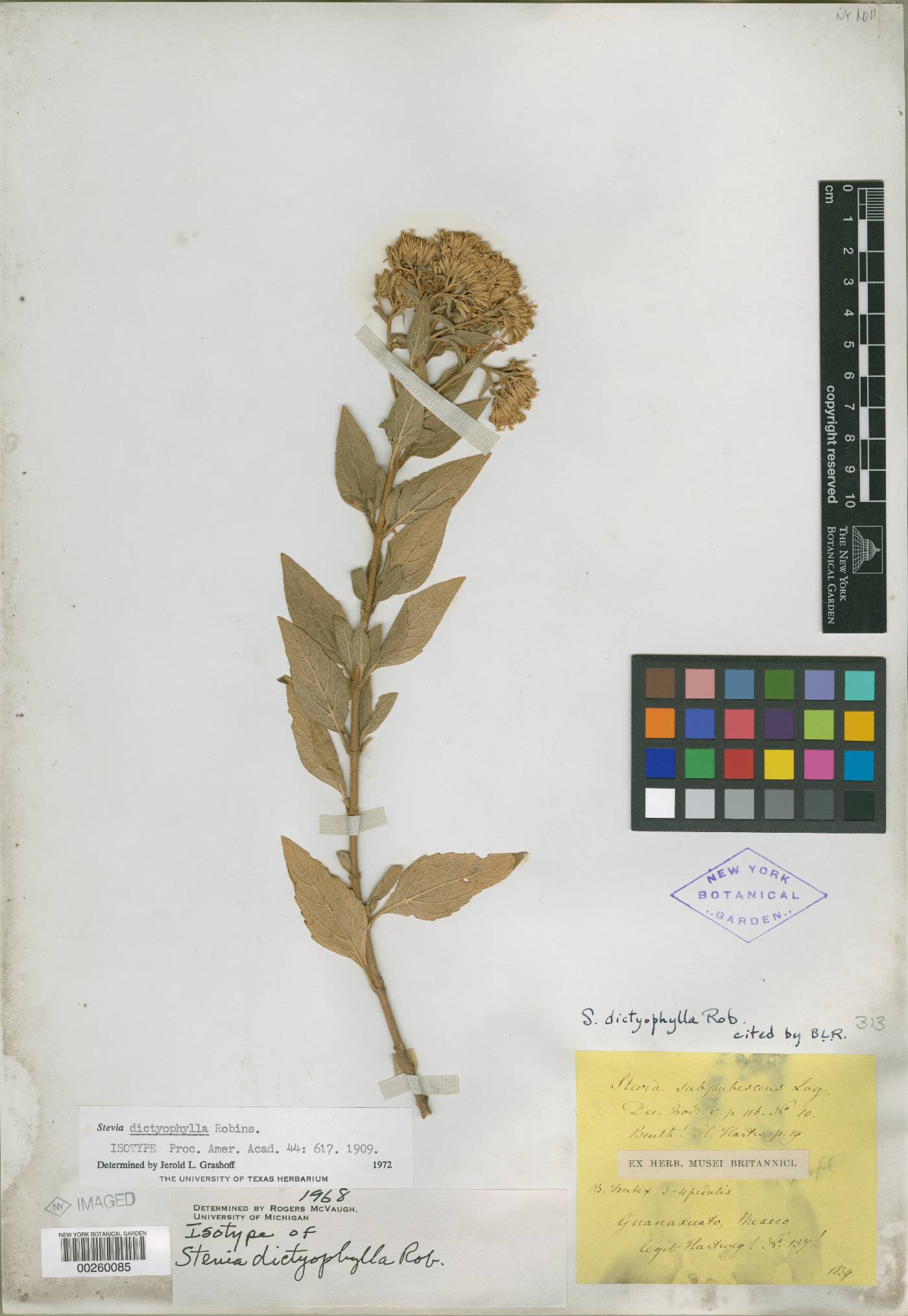 Stevia dictyophylla image