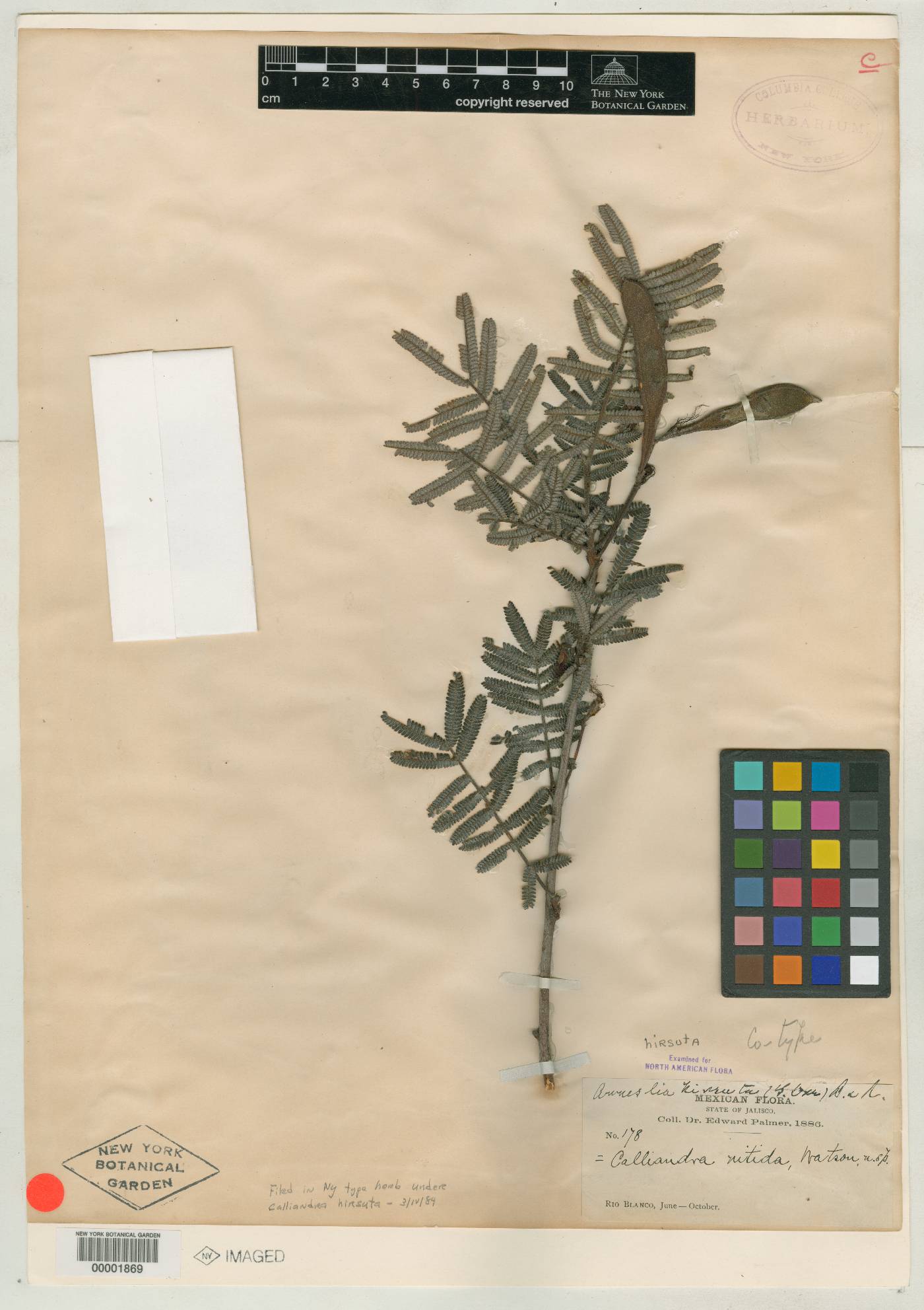 Calliandra nitida image
