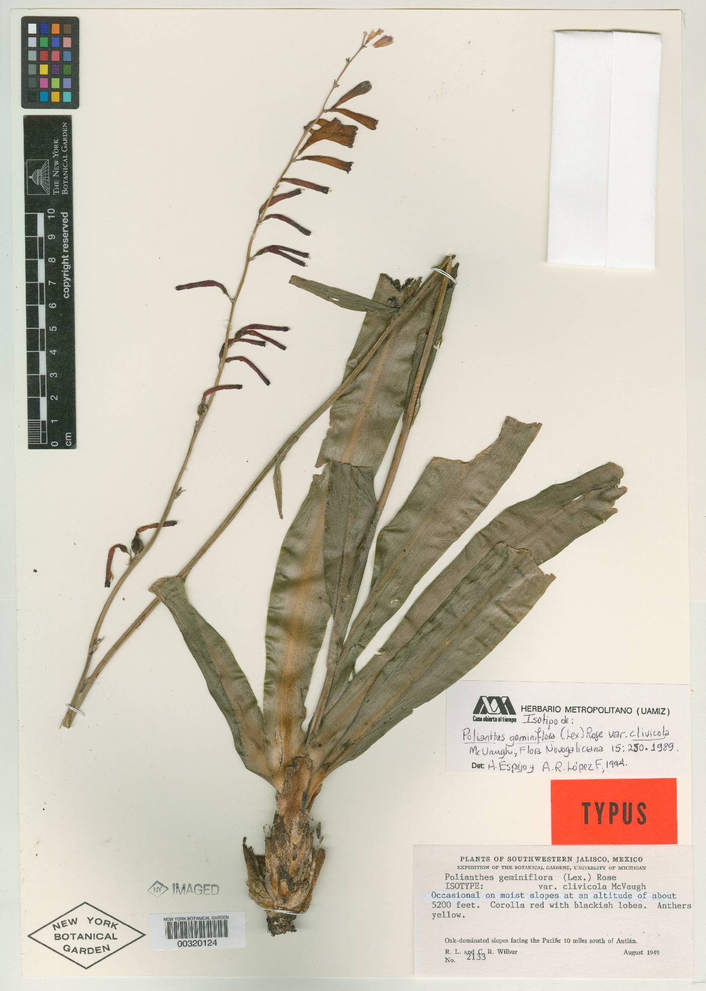 Agave coetocapnia subsp. clivicola image