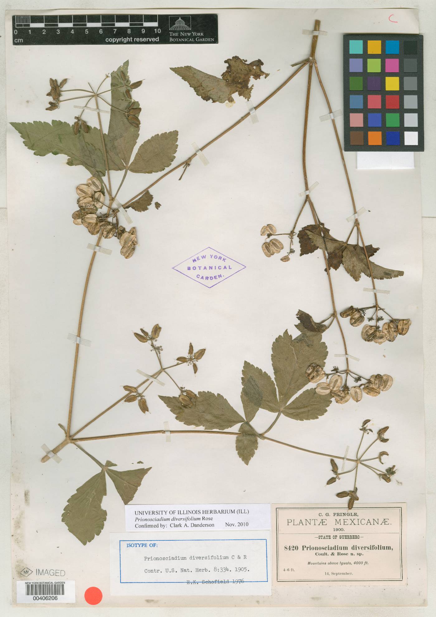 Prionosciadium diversifolium image