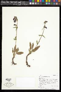 Penstemon whippleanus image