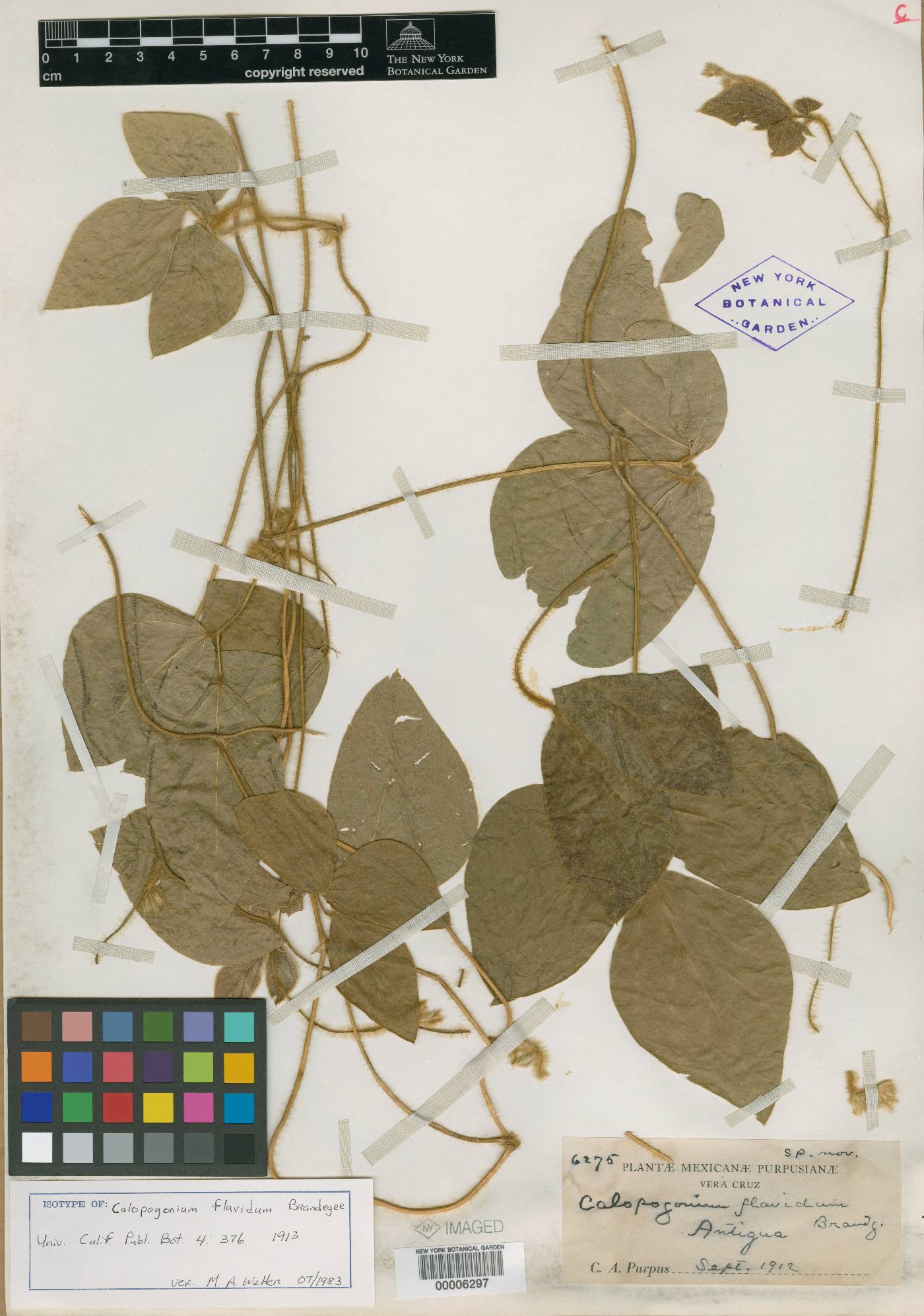 Calopogonium flavidum image